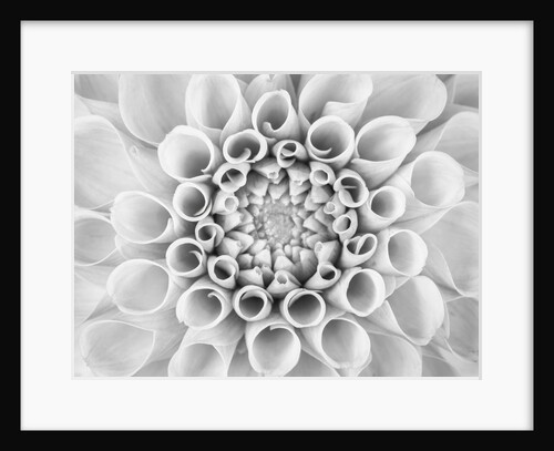 Pompom Dahlia petals by Assaf Frank